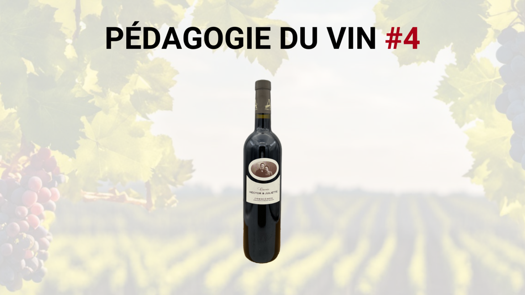 Pedagogie-du-vin-4