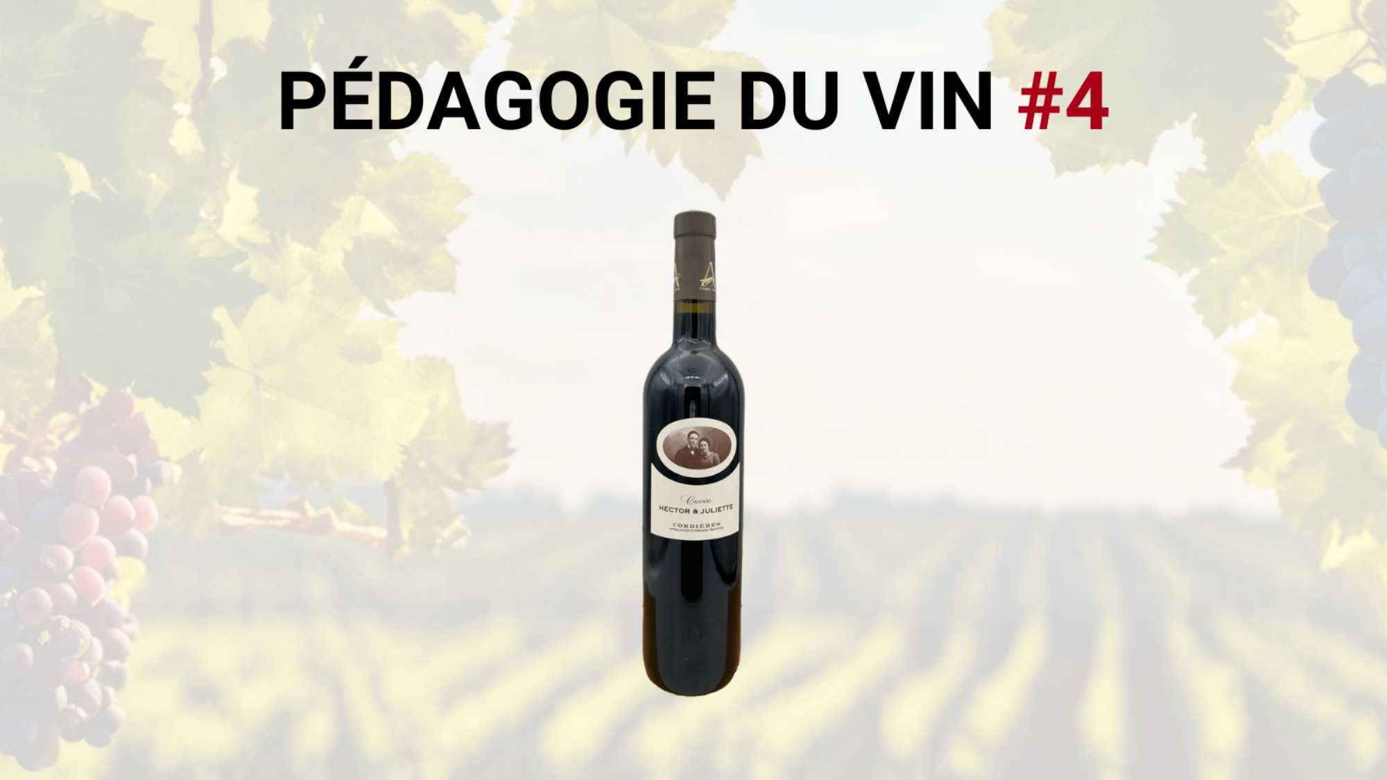 Pedagogie-du-vin-4