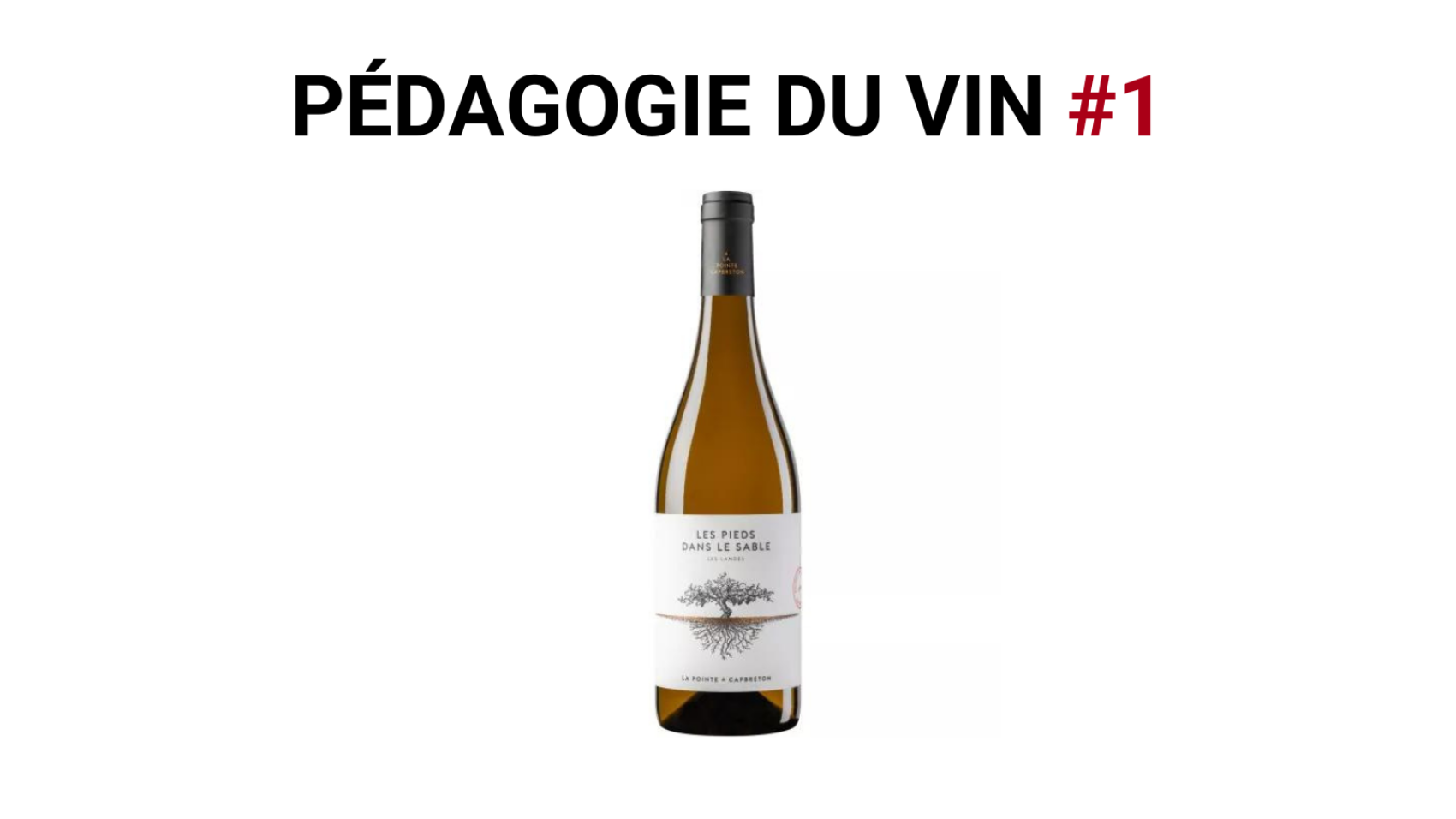 Pedagogie-du-vin-1
