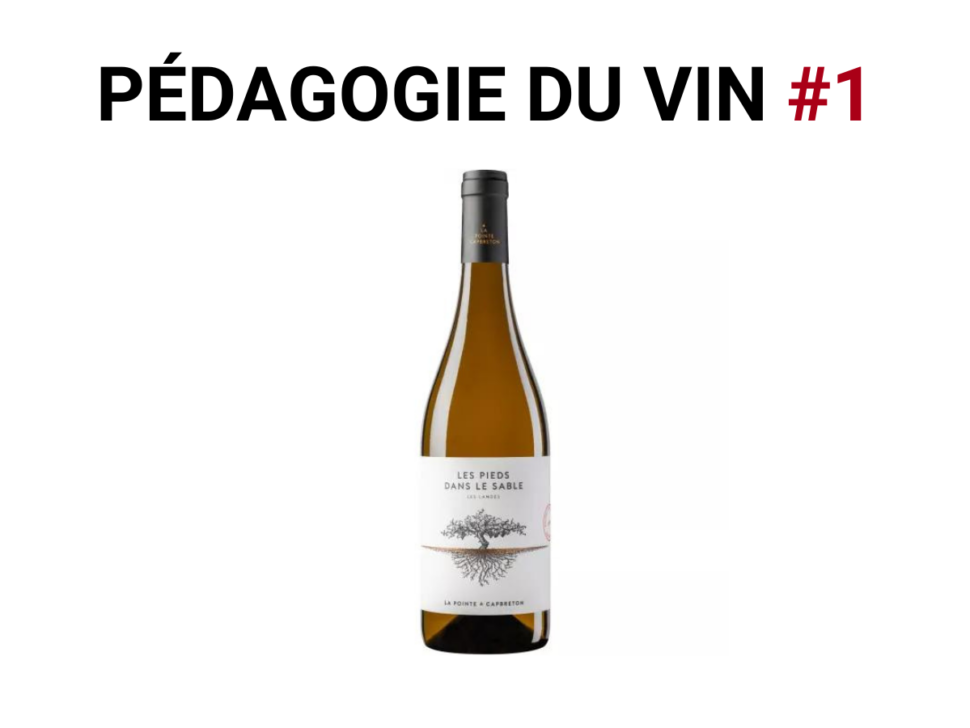 Pedagogie-du-vin-1